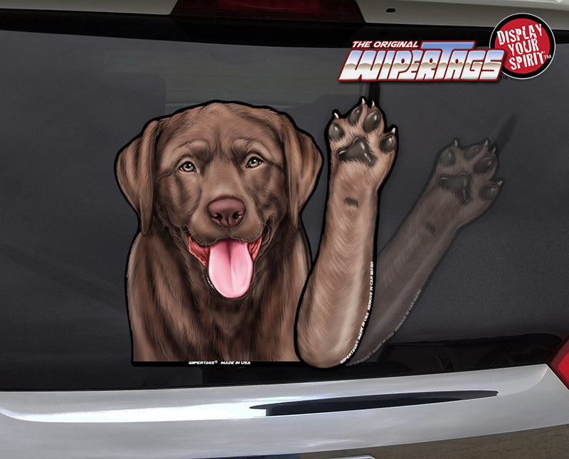 Labrador Retriever Chocolate